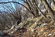 13 Salendo sul sent. 571 nel bel bosco di carpini neri ricurvi